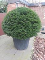 Taxus baccata bol, Jardin & Terrasse, Plantes | Arbustes & Haies, Enlèvement, Taxus, Arbuste, 100 à 250 cm