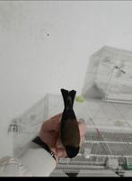 Femelle  parva chardonneret noir, Animaux & Accessoires, Oiseaux | Oiseaux Autre, Femelle