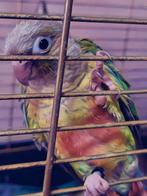 Parkiet Pyrrhura Molinea met de hand grootgebracht Tame, Geslacht onbekend, Tam