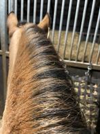 Quarter horse, Dieren en Toebehoren, Paarden, Hengst, Ontwormd