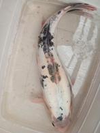 Koi 5o/55 cm, Dieren en Toebehoren, Vissen | Vijvervissen