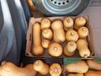 Butternut pompoenen, Diversen, Ophalen