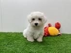 Maltezer pups, België, Maltezer, 8 tot 15 weken, CDV (hondenziekte)