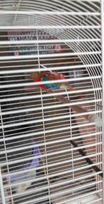 vogels, Dieren en Toebehoren, Vogels | Parkieten en Papegaaien, Parkiet, Geringd