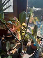 Plumeria, Ophalen