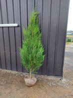 Coniferen: Thuja Atrovirens/ haagplanten, Tuin en Terras, Haag, Conifeer, Ophalen, 100 tot 250 cm