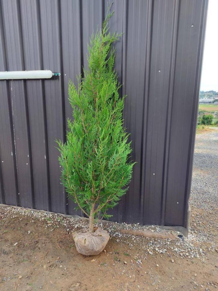 Coniferen: Thuja Atrovirens/ haagplanten, Tuin en Terras, Planten | Struiken en Hagen, Haag, Conifeer, 100 tot 250 cm, Ophalen