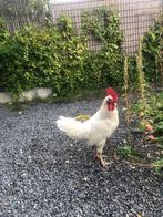 Leghorn haan, Dieren en Toebehoren, Mannelijk, Kip
