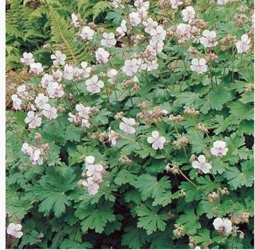 Geranium Biokovo  beschikbaar voor biedingen