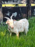 Mooi bokje, Dieren en Toebehoren, Schapen, Geiten en Varkens