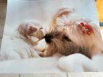 Posters maltezer, Ophalen, Zo goed als nieuw, Hond of Kat