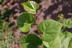 Judasboom: Cercis canadensis en chinensis, Overige soorten, Lente, 100 tot 250 cm, Ophalen