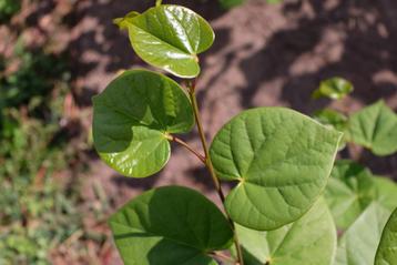 Judasboom: Cercis canadensis en chinensis beschikbaar voor biedingen