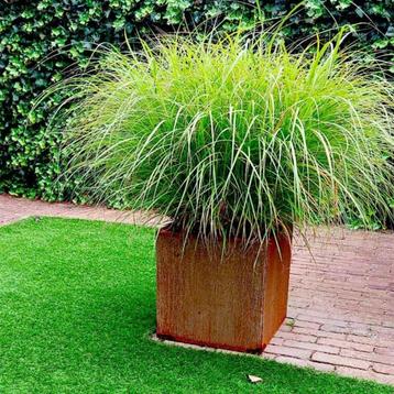 Cortenstaal Plantenbak Miami 4040 cm beschikbaar voor biedingen