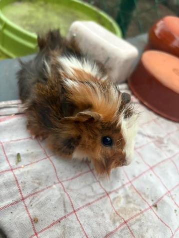 Beertjes cavia zoekt huisje beschikbaar voor biedingen