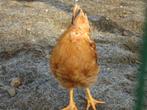 new hampshire hanen, Dieren en Toebehoren, Pluimvee, Mannelijk, Kip
