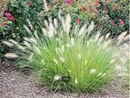 Pennisetum 'Little bunny', Tuin en Terras, Planten | Tuinplanten, Ophalen, Vaste plant, Siergrassen