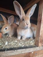 Jonge gele vlaamse reuzen., Dieren en Toebehoren, Konijnen, Geslacht onbekend, Groot, 0 tot 2 jaar