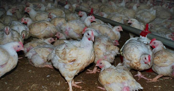 zware vleeskippen, Dieren en Toebehoren, Pluimvee
