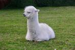 Alpaca, Dieren en Toebehoren, Schapen, Geiten en Varkens, Vrouwelijk, 0 tot 2 jaar