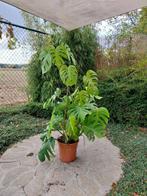 monstera, Huis en Inrichting, Kamerplanten, Ophalen, In pot