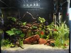 Aquarium tropical Superfish Start 50L + kit complet, Ophalen of Verzenden, Gebruikt, Leeg aquarium