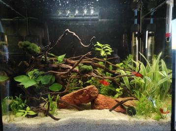 Aquarium tropical Superfish Start 50L + kit complet beschikbaar voor biedingen