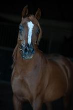 Super mooie Arabier Arabisch Volbloed, Dieren en Toebehoren, Minder dan 160 cm, Gechipt, Hengst, 3 tot 6 jaar