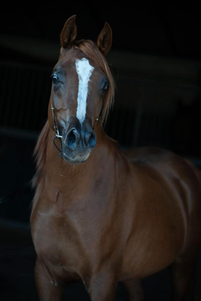 Super mooie Arabier Arabisch Volbloed, Dieren en Toebehoren, Paarden, Hengst, Onbeleerd, Minder dan 160 cm, 3 tot 6 jaar, Met stamboom
