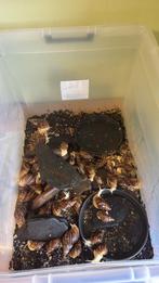 Afrikaanse reuzenslak, Dieren en Toebehoren, Reptielen en Amfibieën