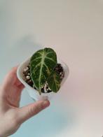 Alocasia Ninja Aurea Variegata, Huis en Inrichting, Ophalen