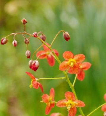 Epideum 'Orange Queen' of Elfenbloem  beschikbaar voor biedingen