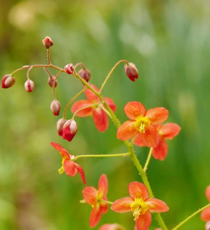 Epideum 'Orange Queen' of Elfenbloem, Tuin en Terras, Planten | Tuinplanten, Vaste plant, Bodembedekkers, Ophalen