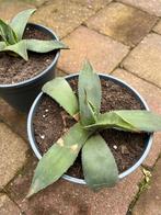 Agave havardiana, Jardin & Terrasse, Enlèvement