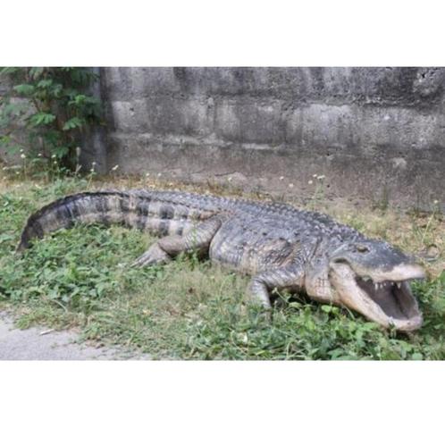 American Alligator – Krokodil beeld Lengte 241 cm, Verzamelen, Dierenverzamelingen, Nieuw, Ophalen