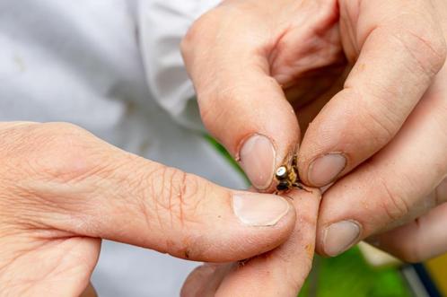 Buckfast P moeren & Carnica P moeren, Dieren en Toebehoren, Insecten en Spinnen, Bijen