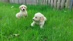 Golden retriever pups, Golden retriever, België, Teef, Meerdere