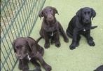 Labradorpuppys bruin en zwart op de hoeve, Dieren en Toebehoren, Honden | Retrievers, Spaniëls en Waterhonden, België, CDV (hondenziekte)