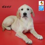 Labrador - Belgische pups te koop, Dieren en Toebehoren, Honden | Retrievers, Spaniëls en Waterhonden, België, 15 weken tot 1 jaar