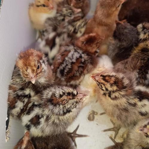 Broedeieren van het Kempens hoen/Campine, Dieren en Toebehoren, Pluimvee, Kip