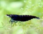 Crevettes noires - neocaridina 'black sakura'