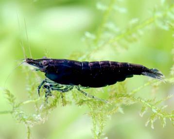 Crevettes noires - neocaridina 'black sakura' disponible aux enchères