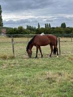 Lusitano ruin, Dieren en Toebehoren, Paarden, Gechipt, Minder dan 160 cm, Ruin, M