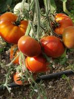 5 graines de tomate angora Velvet Margot, Jardin & Terrasse, Graine, Printemps, Envoi