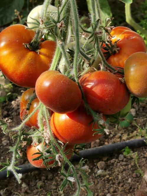 5 graines de tomate angora Velvet Margot, Jardin & Terrasse, Bulbes & Semences, Graine, Printemps, Envoi