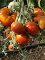 5 graines de tomate angora Velvet Margot, Graine, Printemps, Envoi