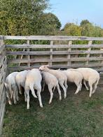 Lammeren - bok - te koop, Dieren en Toebehoren, Schapen, Geiten en Varkens, Mannelijk, Schaap, 0 tot 2 jaar