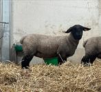 Suffolk ooi lam te koop, Vrouwelijk, Schaap, 0 tot 2 jaar