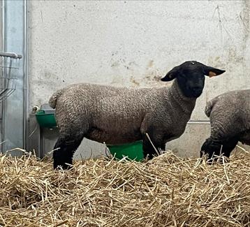 Suffolk ooi lam te koop  beschikbaar voor biedingen