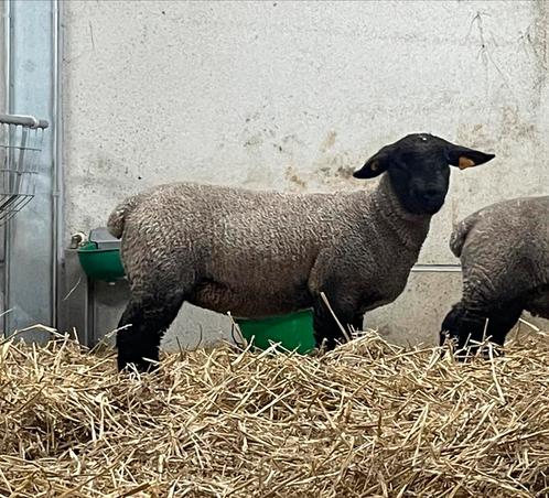 Suffolk ooi lam te koop, Dieren en Toebehoren, Schapen, Geiten en Varkens, Schaap, Vrouwelijk, 0 tot 2 jaar